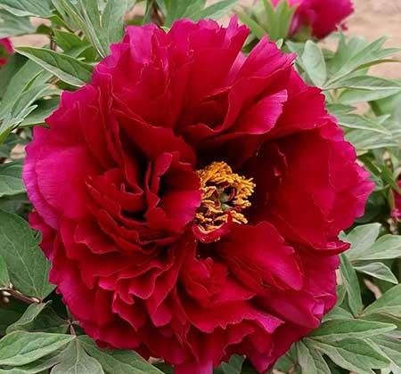 家中养什么花风水好