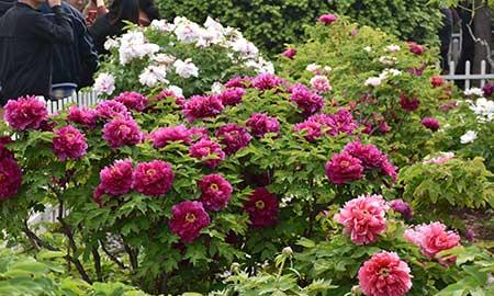 家中养什么花风水好