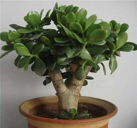 家中养什么花风水好