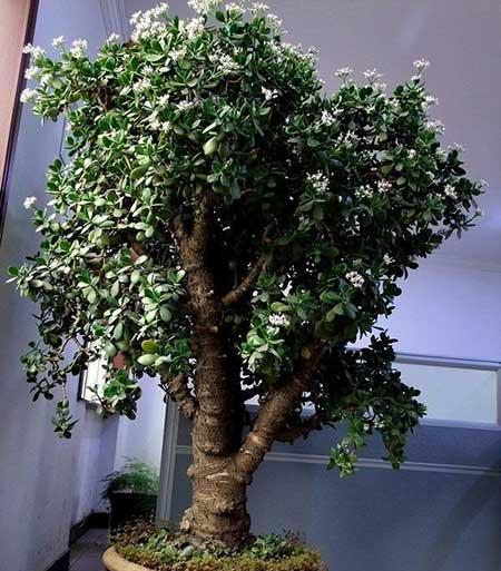 家中养什么花风水好