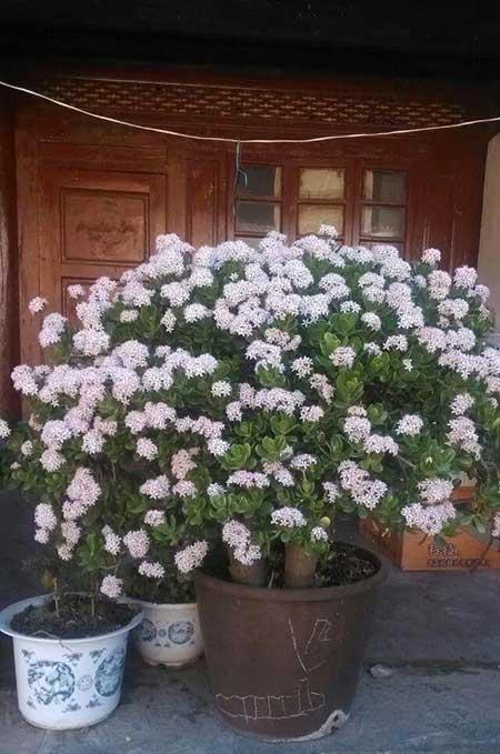 家中养什么花风水好