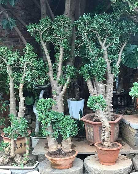 家中养什么花风水好