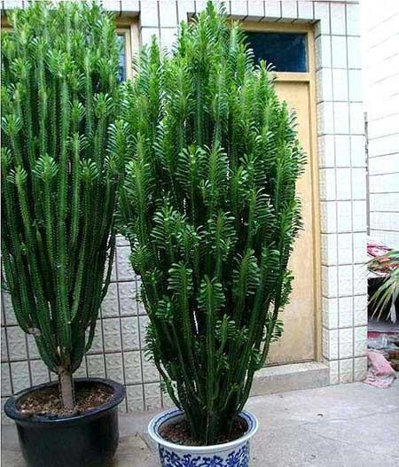 家中养什么花风水好