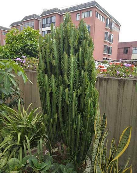 家中养什么花风水好