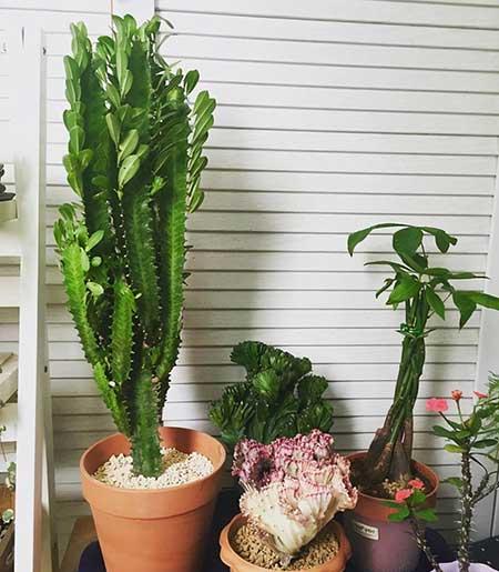 家中养什么花风水好