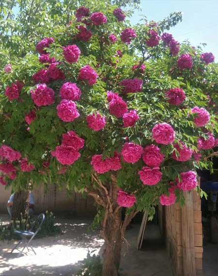 家中养什么花风水好