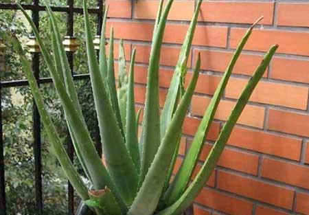 家中养什么花风水好