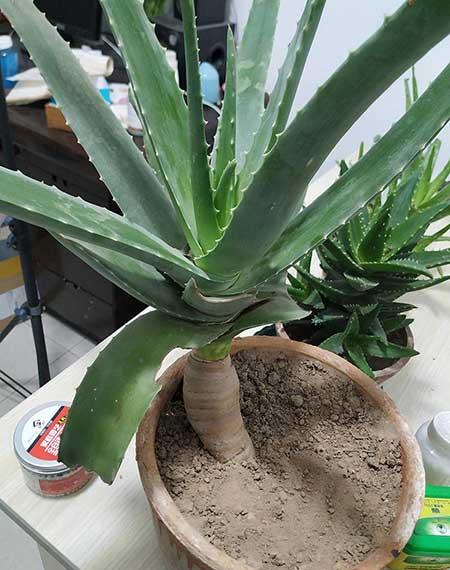 家中养什么花风水好