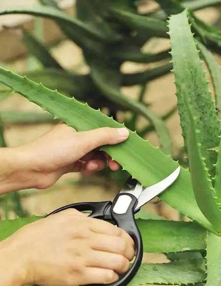 家中养什么花风水好