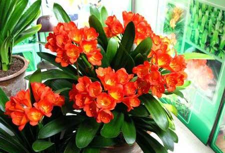 家中养什么花风水好