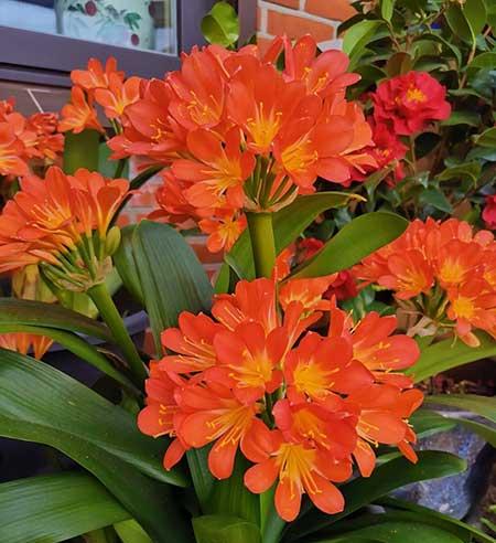 家中养什么花风水好