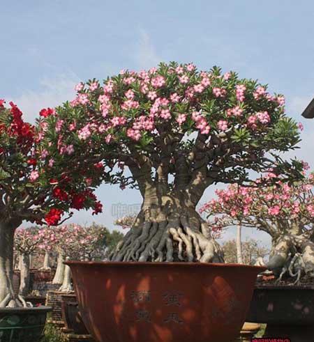 家中养什么花风水好