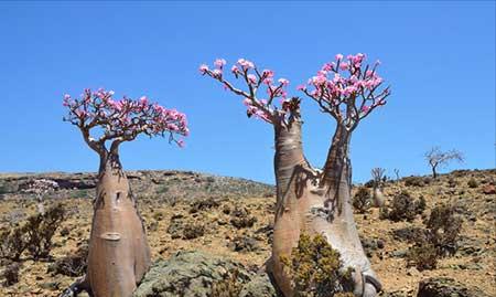 家中养什么花风水好