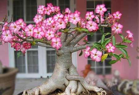 家中养什么花风水好