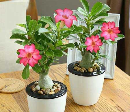 家中养什么花风水好