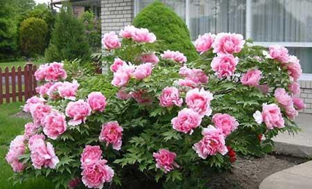 家中养什么花风水好