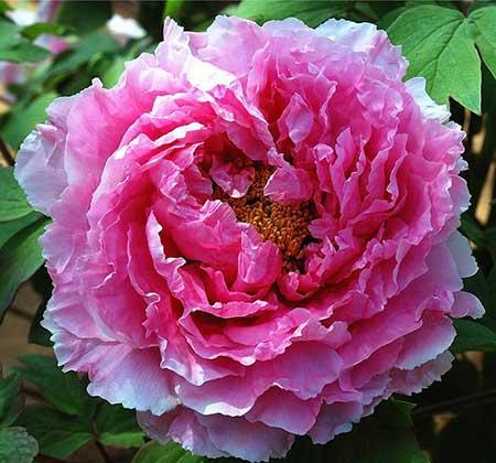 家中养什么花风水好