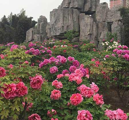 家中养什么花风水好