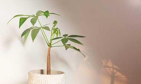 最好养的大型绿植