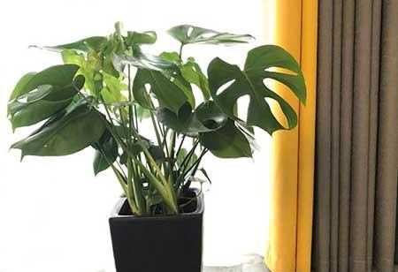 最好养的大型绿植