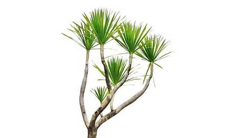 最好养的大型绿植