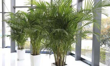 最好养的大型绿植