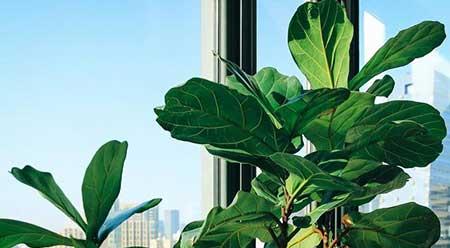 最好养的大型绿植