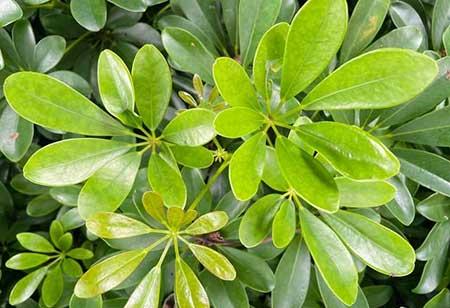 最好养的大型绿植