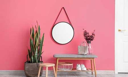 最好养的大型绿植