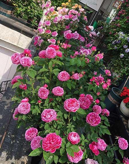 易活好养的花卉有哪些