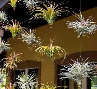 易活好养的花卉有哪些