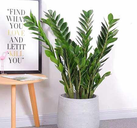 易活好养的花卉有哪些