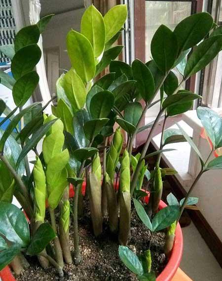 易活好养的花卉有哪些