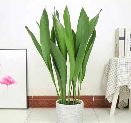 易活好养的花卉有哪些