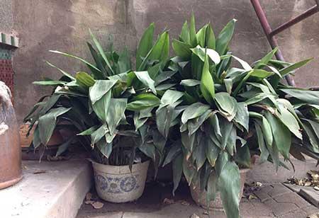 易活好养的花卉有哪些