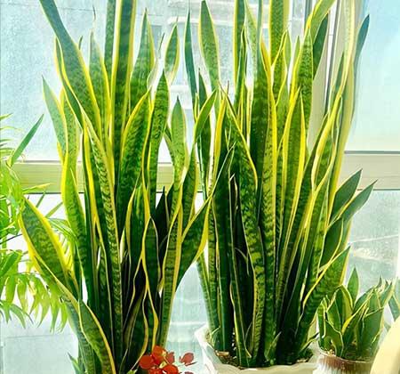 易活好养的花卉有哪些