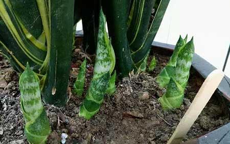 易活好养的花卉有哪些