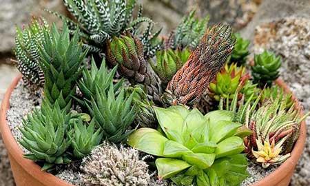 易活好养的花卉有哪些