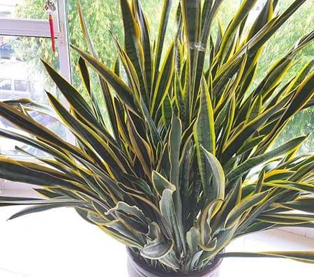 易活好养的花卉有哪些