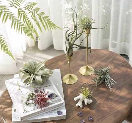 易活好养的花卉有哪些