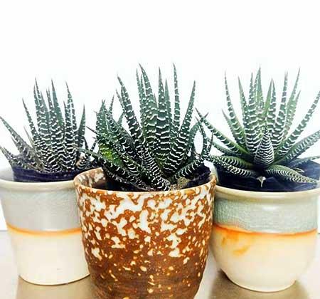 易活好养的花卉有哪些