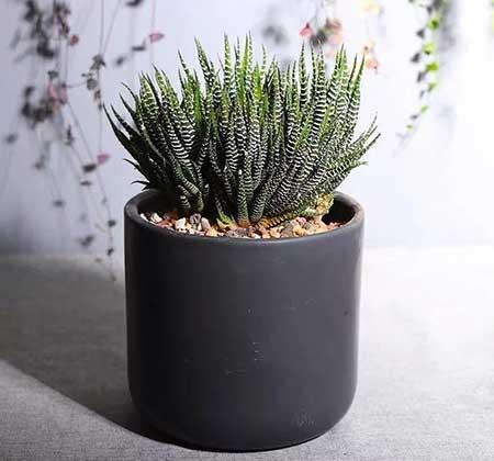 易活好养的花卉有哪些