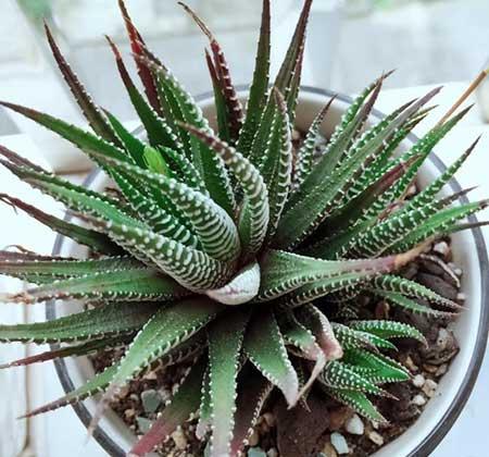 易活好养的花卉有哪些