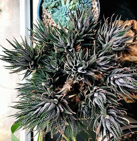 易活好养的花卉有哪些