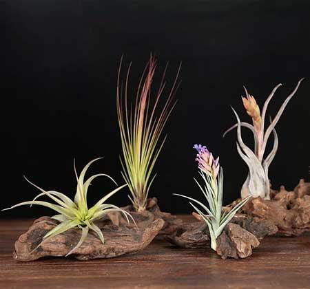 易活好养的花卉有哪些