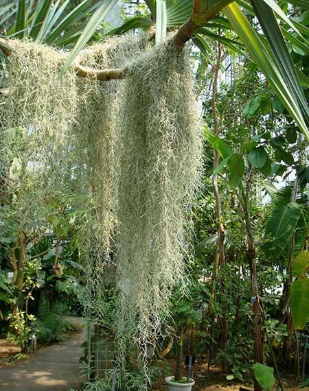 易活好养的花卉有哪些