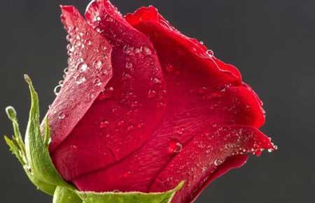 家里能养玫瑰花盆栽吗