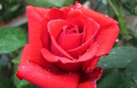 家里能养玫瑰花盆栽吗