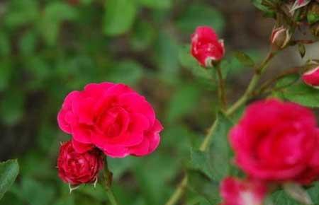 家里能养玫瑰花盆栽吗