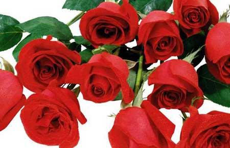 家里能养玫瑰花盆栽吗